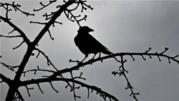 Eine Dohle als Kolibri? Rabenvögel beweisen Cleverness Ein Rabenvogel auf einem Ast