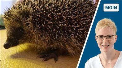 Unser Igel Paul-Konrad wohnt seit ein paar Wochen bei uns und hat in der kurzen Zeit schon ordentlich zugenommen. Am liebsten isst er Katzennassfutter mit Rührei.