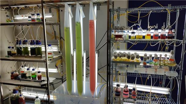 Versuchsaufbau im Hochschulprojekt „ALGROW“ zu nachhaltigen Möglichkeiten der Mikroalgenproduktion