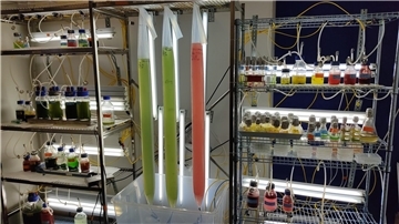 Versuchsaufbau im Hochschulprojekt „ALGROW“ zu nachhaltigen Möglichkeiten der Mikroalgenproduktion