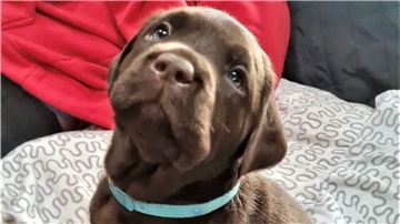 Labrador-Welpe