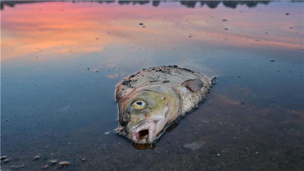 Fische in der Oder große Verlierer in der Tierwelt 2022 Unzählige Fische sind in der Oder verendet.