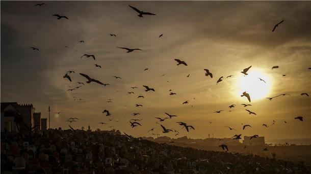 Unzählige Möwen fliegen über den Märtyrerfriedhof, den ältesten und größten der marokkanischen Hauptstadt Rabat.