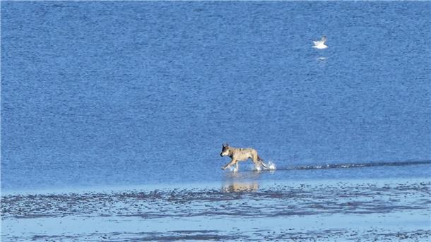 Urlauberin Regina Rösner hat den ausgewachsenen Wolf am Strand von Sahlenburg fotografiert. Ihre Fotos haben mittlerweile überregional Aufmerksamkeit erregt.