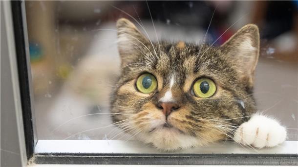 Urteil: Es ist Tierquälerei, Tiere für intime Handlungen zu missbrauchen.