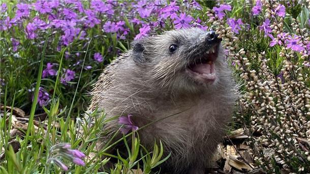 Igel
