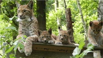 Ein Luchs mit Nachwuchs.