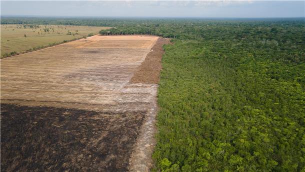 EU-Kommission will Entwaldungsgesetz verschieben Verbrannte und abgeholzte Flächen wie hier im Amazonas-Gebiet sollen künftig durch das Gesetz verhindert werden. (Archivbild)