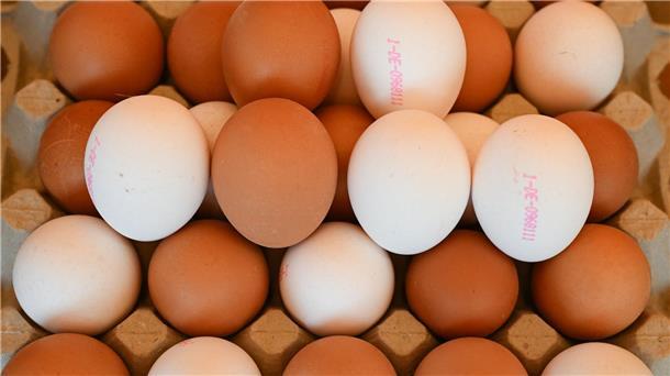 Weiße und braune Eier.