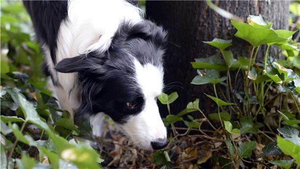 Vergiftete oder mit gefährlichen Gegenständen gespickte Köder jagen Hundefreunden in Deutschland immer wieder Angst ein.