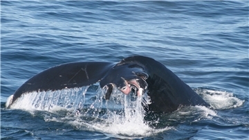 Verletzte Fluke: Laut Whale and Dolphin Conservation (WDC) handelt es sich um einen Buckelwal im Golf von Maine, aufgenommen zwischen 2004 und 2013. Die Verletzungen stammten von Propellerblättern von Schiffs- oder Bootsschrauben. 