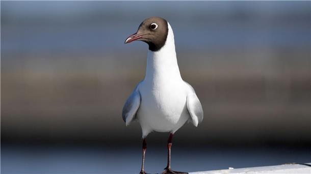 Vogelgrippe auf 21 finnischen Pelztierfarmen entdeckt Vermutlich ist die Lachmöwe Überträgerin der Vogelgrippe in Finnland.