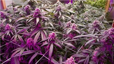 Viel Geld machte der Angeklagte mit dem Verkauf von in der Gemeinde Ovelgönne geerntetem Marihuana. Nun muss er ins Gefängnis.