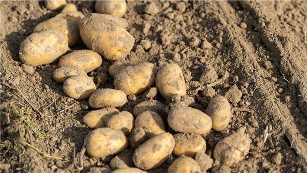 Feuchtwarmes Wetter macht Kartoffelbauern Sorge Viel Regen, wenig Sonne - die Landwirte erwarten eine schwierige Kartoffelernte. (Archivfoto)