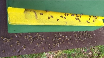 Tote Bienen am Bienen-Stock