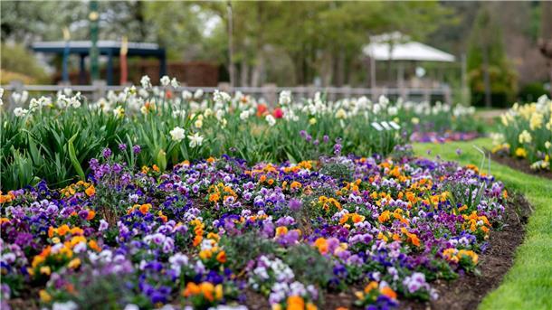 Viele Blumen wie Stiefmütterchen, Hornveilchen und Narzissen blühen schon. 