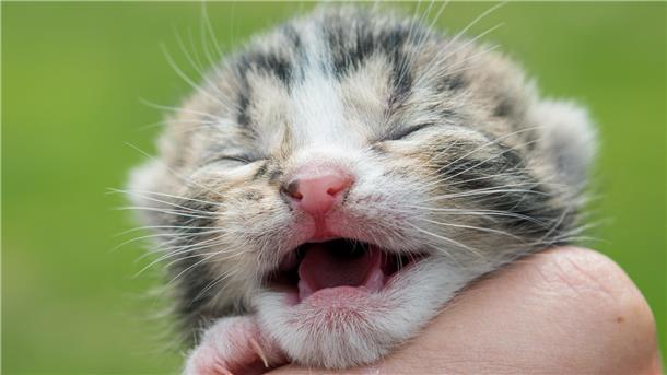 Viele der jungen Stubentiger, mit denen es der Tiersuchdienst im vergangenen Jahr zu tun hatte, sind weder gechipt, noch registriert und kastriert gewesen.