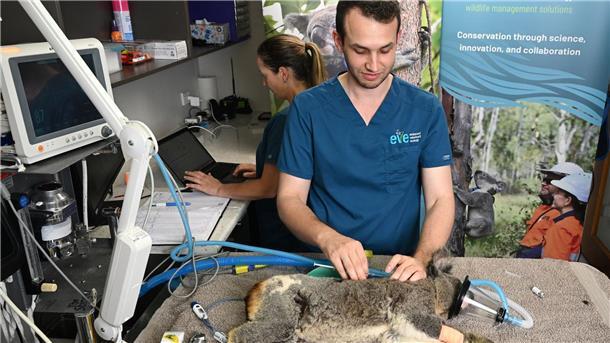 Mit neuem Impfstoff Koalas retten Viele Koalas sind krank. Sie können an Chlamydien erblinden und sogar sterben.