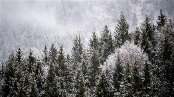 Verband: Preise für selbst geschlagene Bäume dürften steigen Viele Menschen wollen einen Weihnachtsbaum im Wald selbst schlagen. (Illustration)