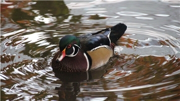 Vier Brautenten wie diese sind im Jaderpark an der Vogelgrippe gestorben. Das hat drastische Auswirkungen auf den Vogelbestand im Park.