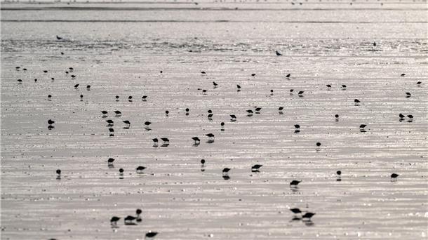 Zugvogeltage starten an der Küste: Mehr als 250 Angebote Vögel rasten im Watt.