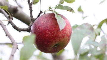 Vom Baum in die Flasche: Gärtnerhof Badenstedt mostet seine Äpfel selbst.