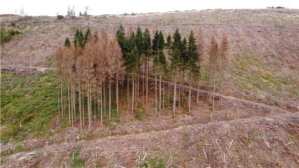 Zahl von Borkenkäfer befallener Bäume geht leicht zurück Vom Borkenkäfer befallene und abgestorbene Fichten stehen im Kellwassertal im Harz.