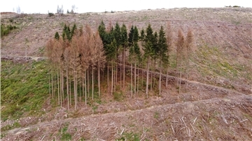 Zahl von Borkenkäfer befallener Bäume geht leicht zurück Vom Borkenkäfer befallene und abgestorbene Fichten stehen im Kellwassertal im Harz.