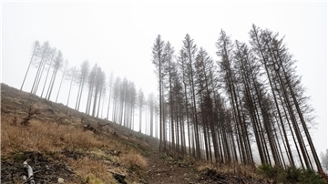 Landesforsten: Borkenkäfer-Saison könnte milder verlaufen Vom Borkenkäfer befallene und abgestorbene Fichten stehen im Kellwassertal im Harz.