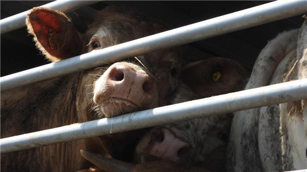 Tiertransporte in der EU: Mehr Tierschutz gefordert Von 2017 bis 2021 laut EU-Rechnungshof jährlich durchschnittlich rund 1,6 Milliarden Tiere zwischen Mitgliedstaaten und in oder aus Nicht-EU-Ländern transportiert.