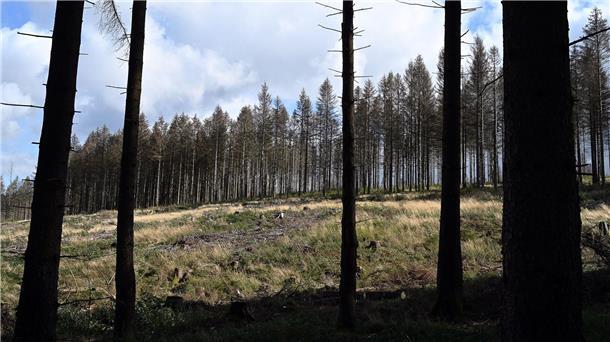 Gefräßige Mäuse bedrohen niedersächsische Wälder Von Borkenkäfer befallene Fichten stehen im Kellwassertal im Harz.