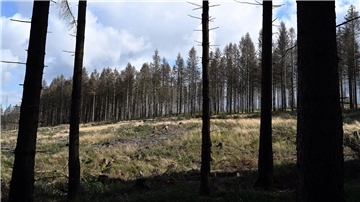 Gefräßige Mäuse bedrohen niedersächsische Wälder Von Borkenkäfer befallene Fichten stehen im Kellwassertal im Harz.