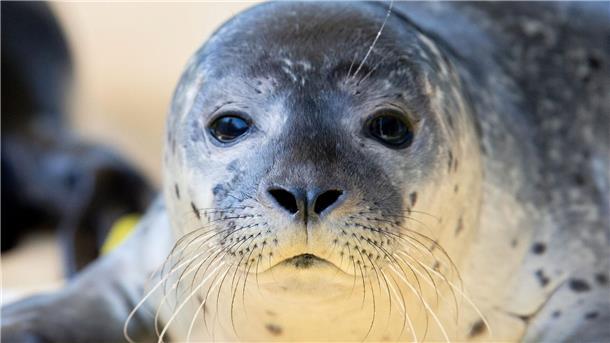 Flossen zählen aus der Luft – Seehund-Bestand wird erfasst Von einem Flugzeug aus werden die Seehunde im Wattenmeer gezählt - größere Ansammlungen werden dafür fotografiert.