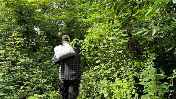 Von rund einem Dutzend grauer Eichhörnchen auf Anglesey weiß der Experte.