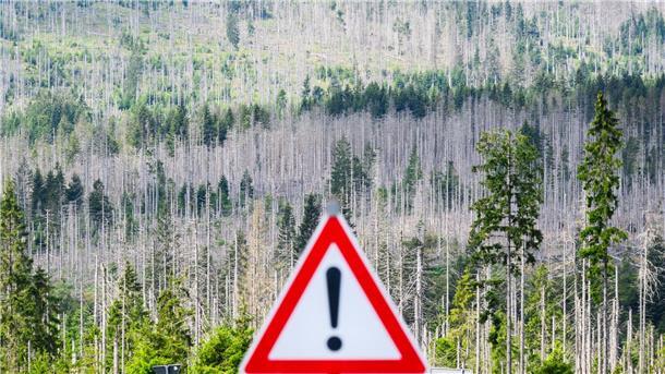 Wenig Sorge vor Extremschäden durch Borkenkäfer Vor allem der Harz hatte in den vergangenen Jahren mit Extremschäden zu kämpfen. (Archivbild)