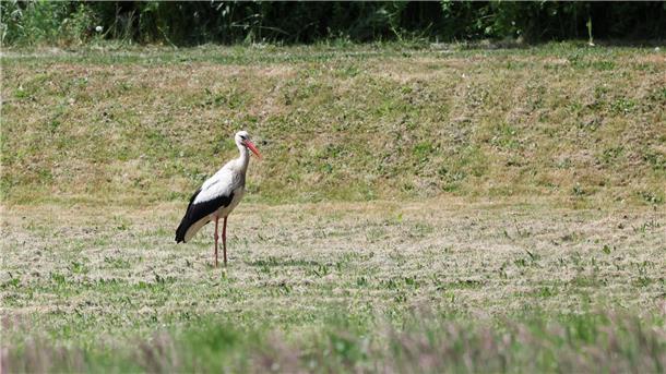 Anhaltende Trockenheit macht Hamburgs Störchen zu schaffen Vor allem für die Brutpaare sei es derzeit schwer, ausreichend Würmer, Frösche, Lurche, Kröten und Schnecken zu finden.