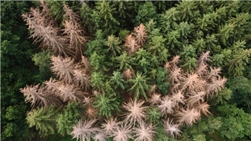 Satellitendaten zeigen: 900.000 Hektar Wald verloren Vor allem im Harz, im Bergischen Land und in Thüringen ist der Waldrückgang besonders groß. (Archivbild)