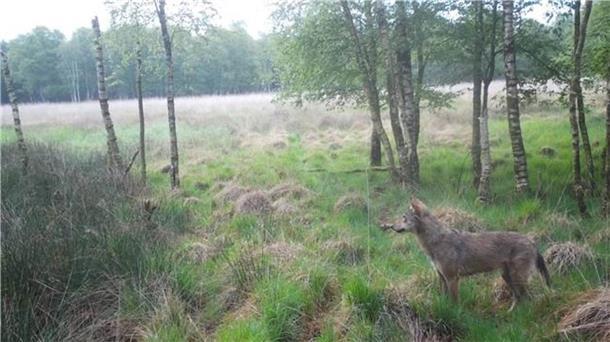 Vor allem rund um Heerstedt hat die dortige Jagdgenossenschaft mit Fotofallen zahlreiche Aufnahmen von Wölfen machen können. 
