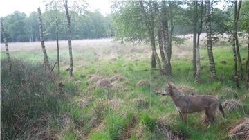 Vor allem rund um Heerstedt hat die dortige Jagdgenossenschaft mit Fotofallen zahlreiche Aufnahmen von Wölfen machen können. 
