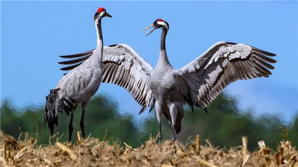 Vogelgrippe: Bleibt das Cuxland vom großen Vogelsterben verschont? Bild von zwei Kranichen auf einem abgeernteten Maisfeld