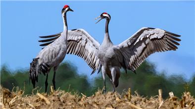 Bild von zwei Kranichen auf einem abgeernteten Maisfeld