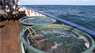 Vor Borkum wollen Wissenschaftler vom Bremerhavener Alfred-Wegener-Institut (AWI) die Europäische Auster wieder ansiedeln und setzen dazu etwa 100.000 junge Tiere aus.