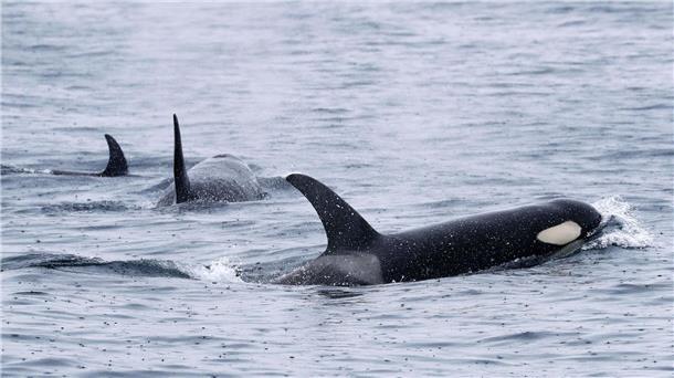 Orcas versenken Segeljacht vor Portugal - Familie gerettet Vor der Küste Portugals häufen sich die gefährlichen Interaktionen. (Archivfoto)