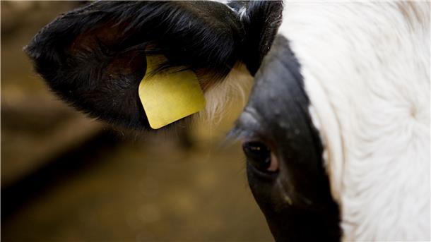 Vor einem Jahr wurde der Schlachthof Düdenbüttel wegen Tierquälerei-Vorwürfen geschlossen. Jetzt soll er als neue Gesellschaft wiedereröffnet werden.