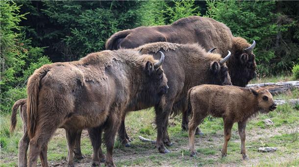 Wisente-Artenschutzprojekt vor dem Aus: Wie geht es weiter? Vor zehn Jahren war eine achtköpfige Wisent-Herde im Wittgensteiner Land im Rothaargebirge freigesetzt worden. Inzwischen ist die Herde deutlich angewachsen und hat sich geteilt.