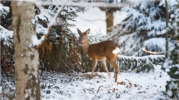 Während der Futtersuche sichert das Wild seine Umgebung. Gerade in der Winterzeit benötigen die Tiere im Wald Ruhe, um möglichst wenig Energie zu verbrauchen. Spaziergänger, die abseits der Hauptwege durch den Wald ziehen, schrecken die Tiere unnötig auf, kritisieren Experten.