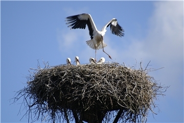 Während ein Jungstorch erste Flugversuche vorbereitet, beobachten seine vier gleichgroßen Geschwister seine Bemühungen aus sicherer Deckung im Nest.