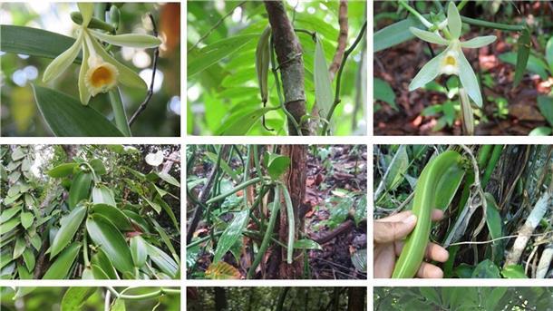 Klimawandel gefährdet die Zukunft der Vanille Während etwa die Vanilla inodora nur in Nebelwäldern und tiefergelegenen Regionen mit starken Niederschlägen wächst, kommen andere Arten nur in heißen Regionen mit langen Trockenphasen vor.