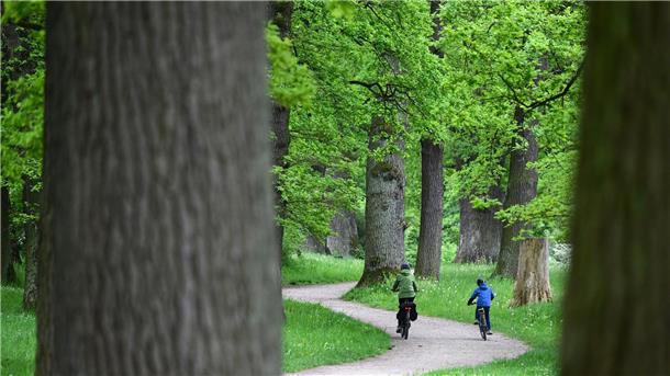 UN: Wir müssen an der Wurzel von Problemen ansetzen Wälder fördern die Vielfalt von Tieren und Pflanzen sowie menschliche Gesundheit und Wohlbefinden. (Archivbild)