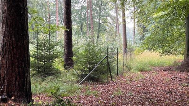 Wald.